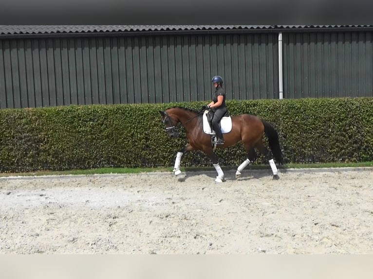 KWPN Yegua 9 años 168 cm Castaño oscuro in Mönchengladbach