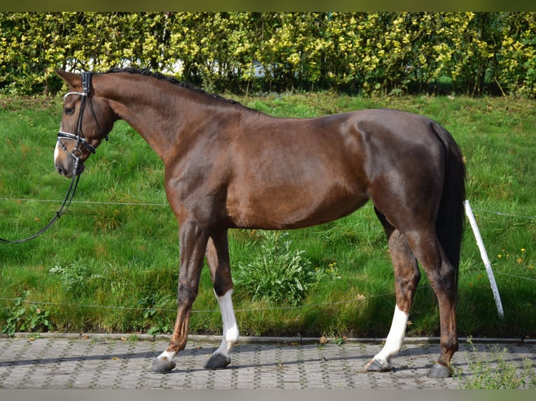 KWPN Yegua 9 años 170 cm Alazán-tostado in Fürstenau KWPN Yegua 9 años 170 cm Alazán-tostado in Fürstenau