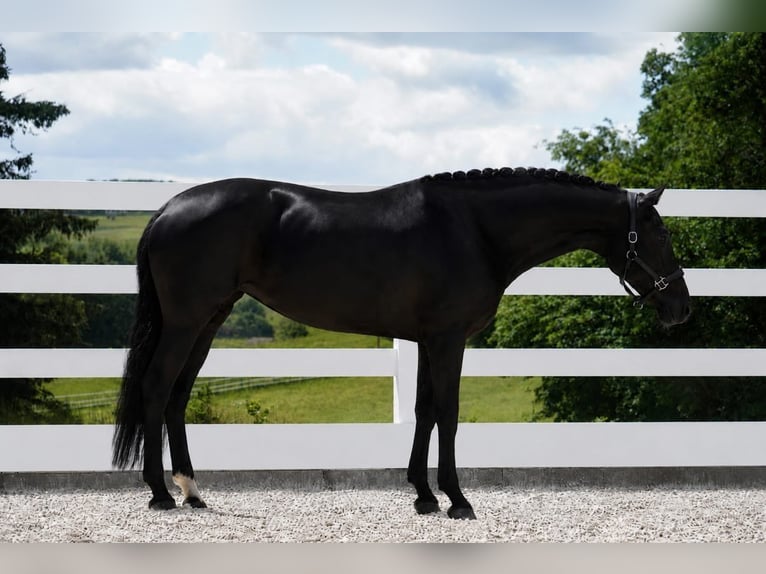 KWPN Yegua 9 años 170 cm Negro in Nettersheim