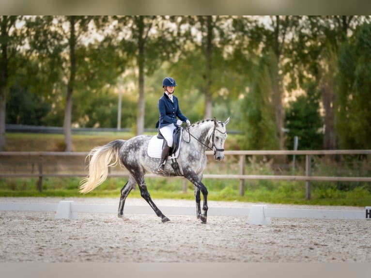 KWPN Yegua 9 años 170 cm Tordo rodado in Dordrecht
