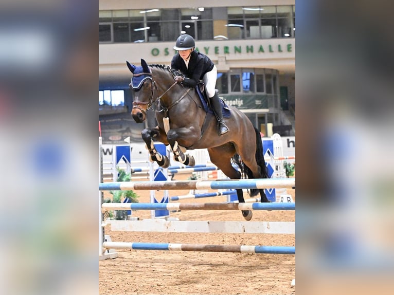 KWPN Yegua 9 años 177 cm Castaño in Wiesbaden