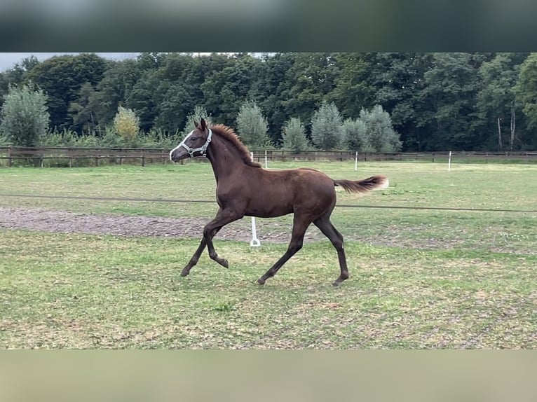 KWPN Yegua Potro (04/2025) 165 cm Alazán-tostado in Neede