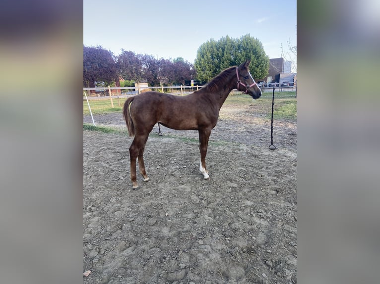 KWPN Yegua Potro (03/2025) 170 cm Alazán in Herselt