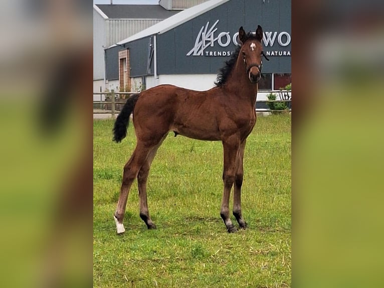 KWPN Yegua Potro (05/2026) 170 cm Castaño in Rijnsburg