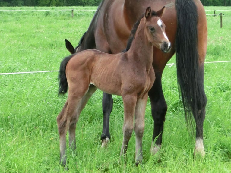 KWPN Yegua Potro (04/2024) 170 cm Morcillo in Nederwetten