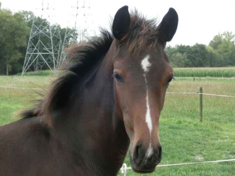 KWPN Yegua Potro (04/2024) 170 cm Morcillo in Nederwetten