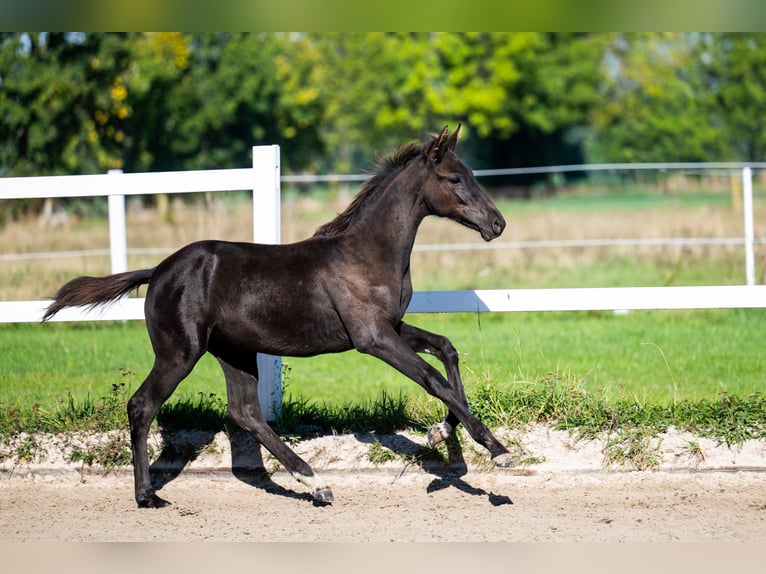 KWPN Yegua Potro (05/2026) 170 cm Negro in WisłaBielsko-Biała