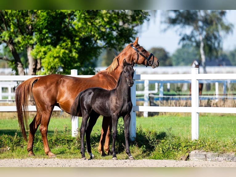 KWPN Yegua Potro (05/2026) 170 cm Negro in WisłaBielsko-Biała
