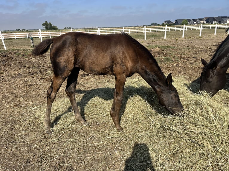 KWPN Yegua Potro (04/2026) 175 cm Negro in Blankenberge