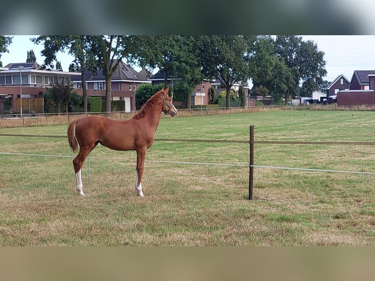 KWPN Yegua Potro (01/2024) Alazán in Nederweert