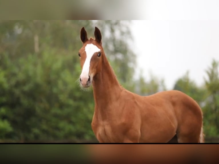 KWPN Yegua Potro (01/2024) Alazán in Nederweert