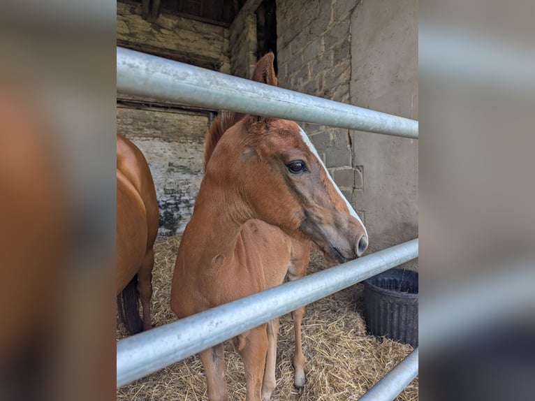 KWPN Yegua  Alazán-tostado in Troarn