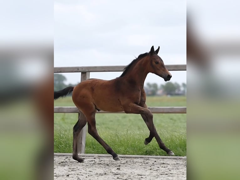 KWPN Yegua Potro (04/2026) Castaño oscuro in Heerhugowaard