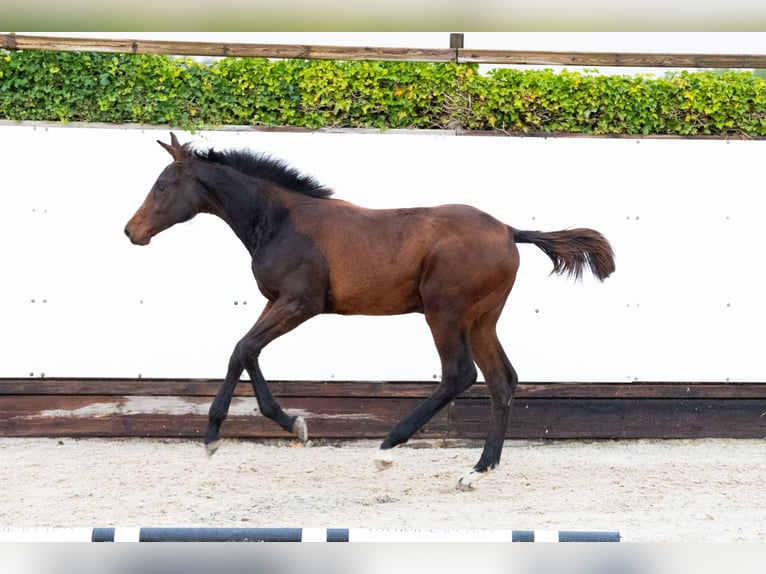 KWPN Yegua Potro (03/2025) Castaño oscuro in Waddinxveen KWPN Yegua Potro (03/2025) Castaño oscuro in Waddinxveen