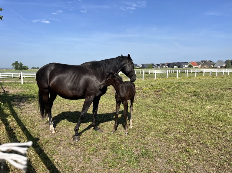 KWPN Yegua Potro (04/2026) Negro in Blankenberge