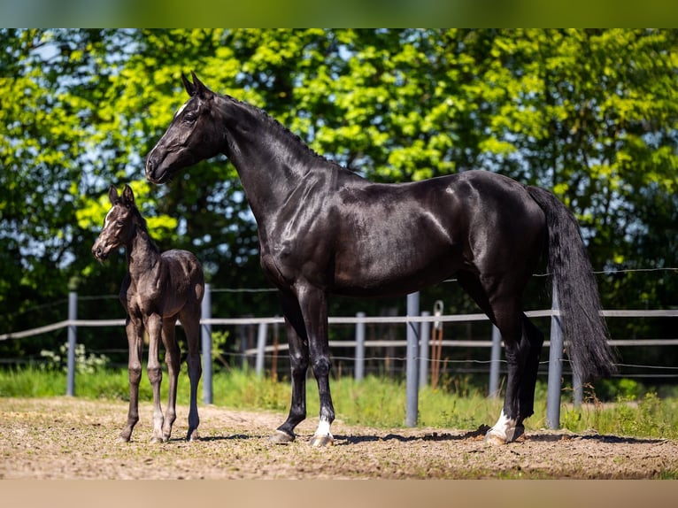 KWPN Yegua  Negro in Evertsoord