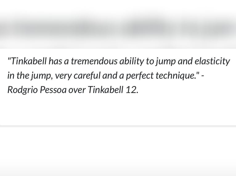 KWPN Nieznany Zygota  in Waddinxveen