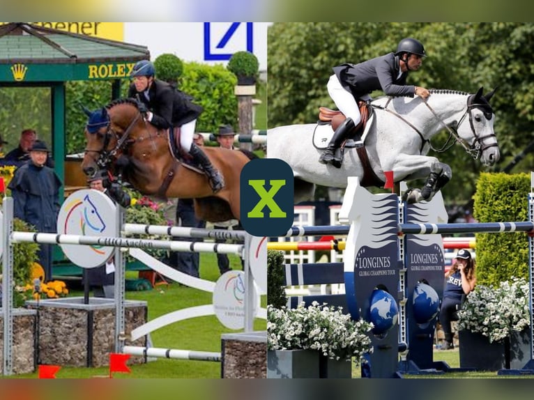 KWPN Nieznany Zygota  in WK Heerde