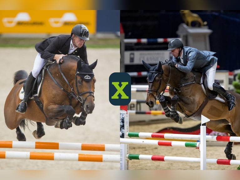 KWPN Nieznany Zygota  in WK Heerde