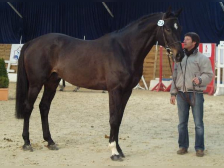 L’ELU DE DUN AA Anglo-Arab Stallion Smoky-Black in Walsrode