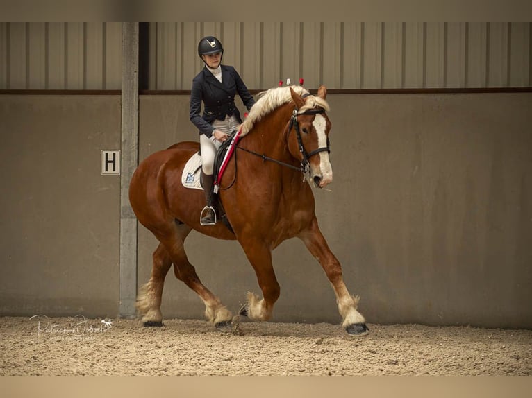 L-Valley Prince Piper Vlaams paard Hengst Fuchs in Komen