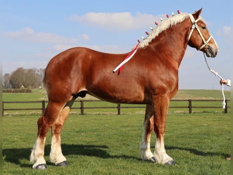 L-Valley Prince Piper Vlaams paard Hengst Fuchs in Komen