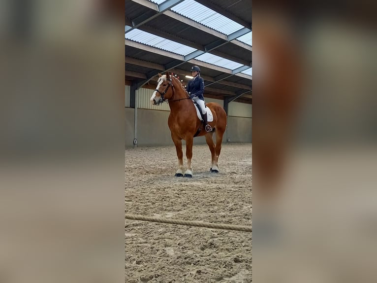 L-Valley Prince Piper Vlaams paard Hengst Fuchs in Komen