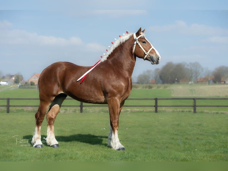 L-Valley Prince Piper Vlaams paard Hengst Fuchs in Komen