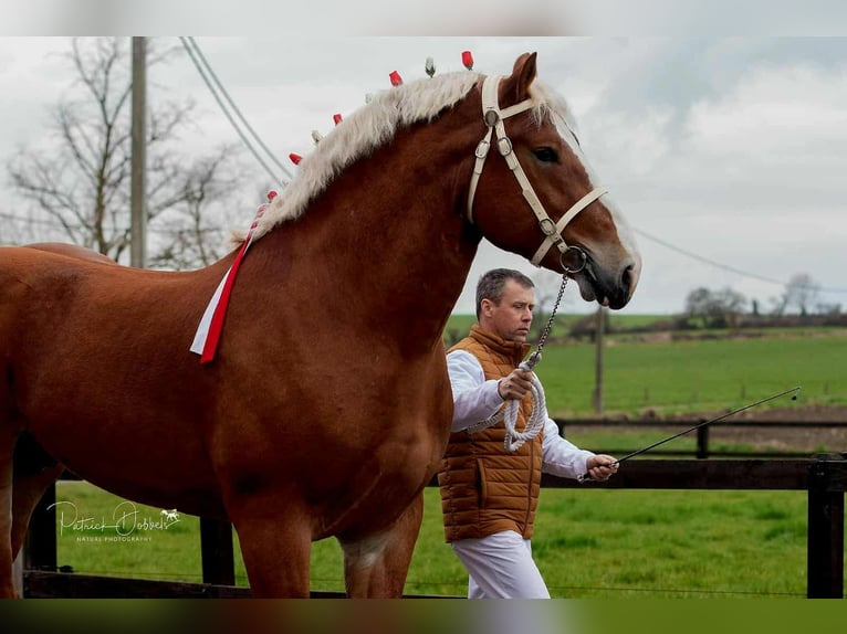 L-Valley Prince Piper Vlaams paard Hengst Fuchs in Komen