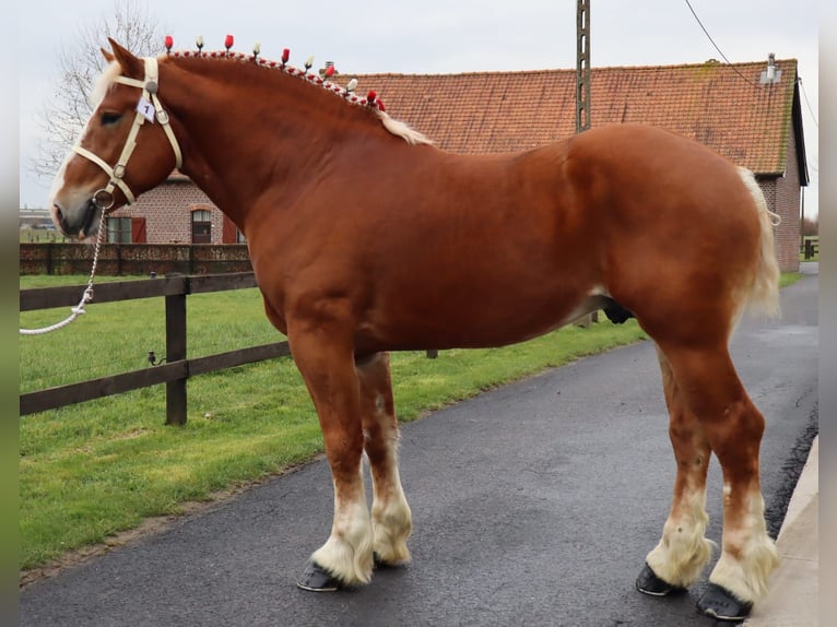L-Valley Prince Piper Vlaams paard Hengst Fuchs in Komen