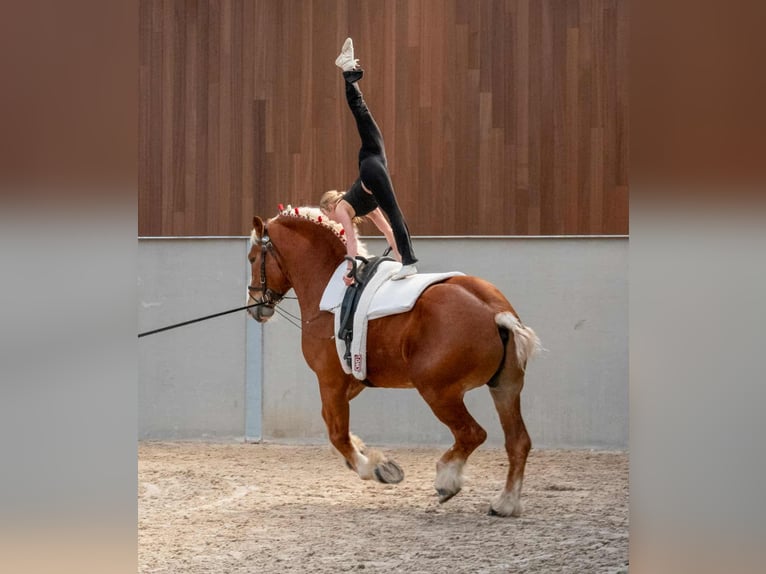 L-Valley Prince Piper Vlaams paard Hengst Fuchs in Komen