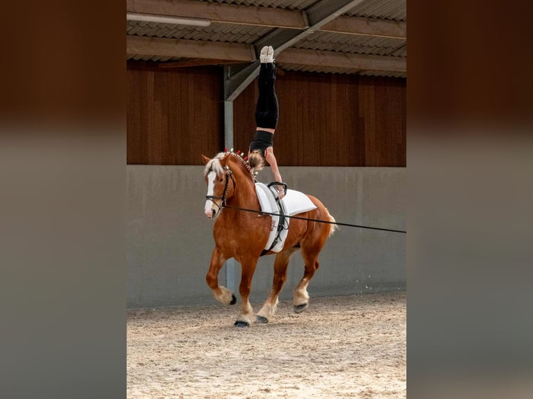L-Valley Prince Piper Vlaams paard Hengst Fuchs in Komen