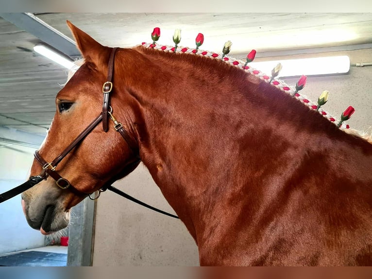 L-Valley Prince Piper Vlaams paard Hengst Vos in Komen