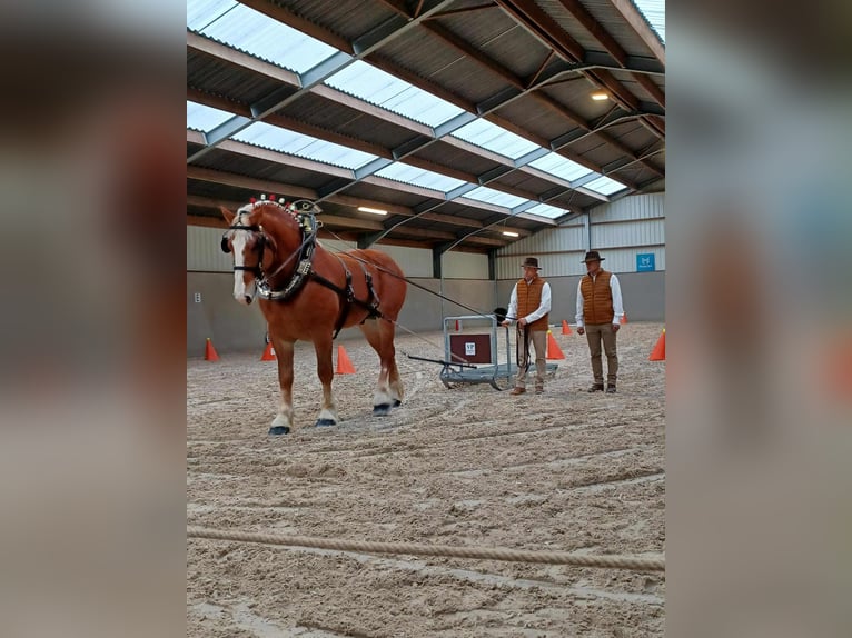 L-Valley Prince Piper Vlaams paard Hengst Vos in Komen