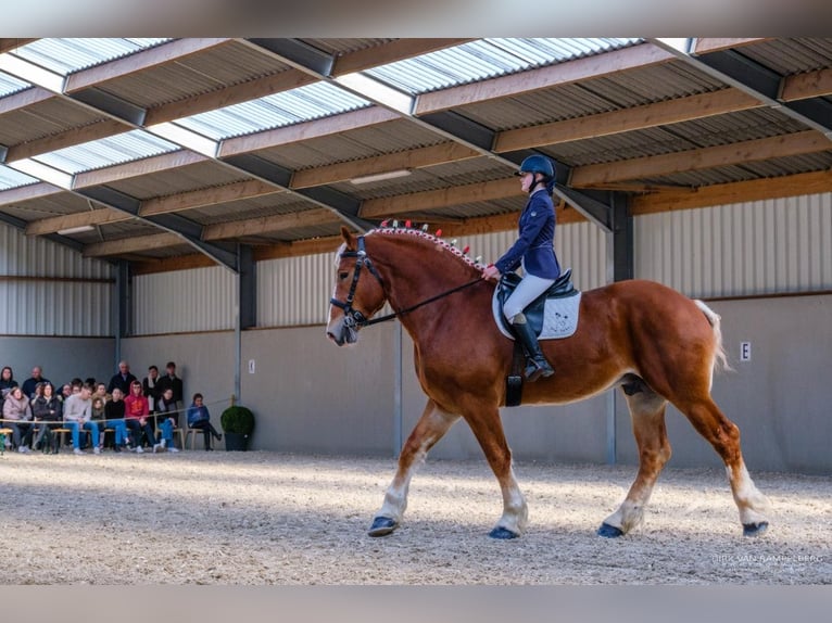 L-Valley Prince Piper Vlaams paard Hengst Vos in Komen
