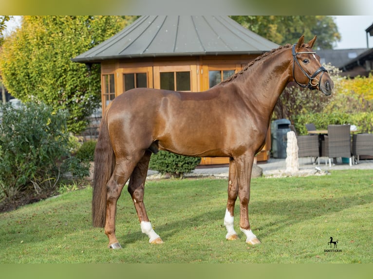 LA VIE Hannover Stallone Sauro scuro in Löningen