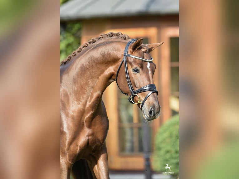 LA VIE Hannover Stallone Sauro scuro in Löningen