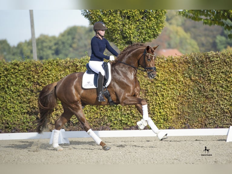 LA VIE Hannover Stallone Sauro scuro in Löningen