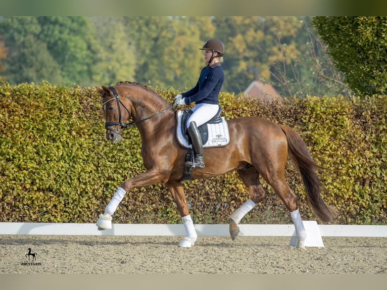 LA VIE Hanoverian Stallion Chestnut in Löningen