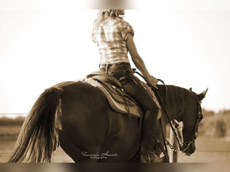 Langfristige RB an Westernpferd gesucht