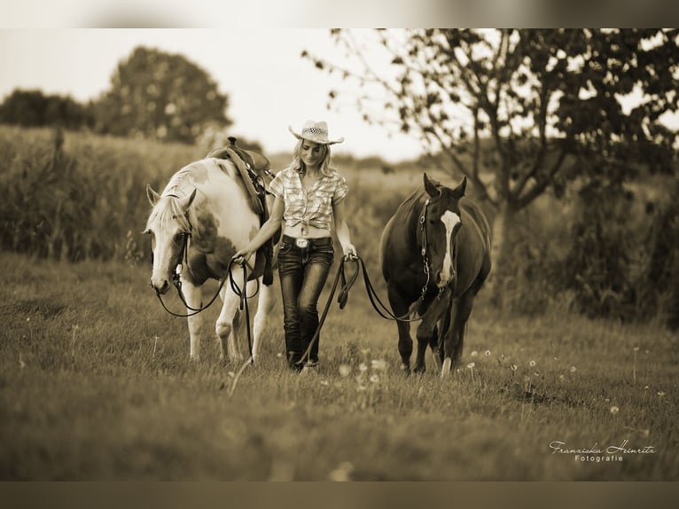 Langfristige RB an Westernpferd gesucht