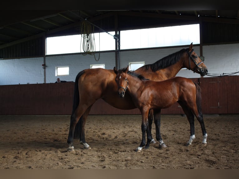 LASSAR Bavarian Warmblood Stallion Black in Delbrück