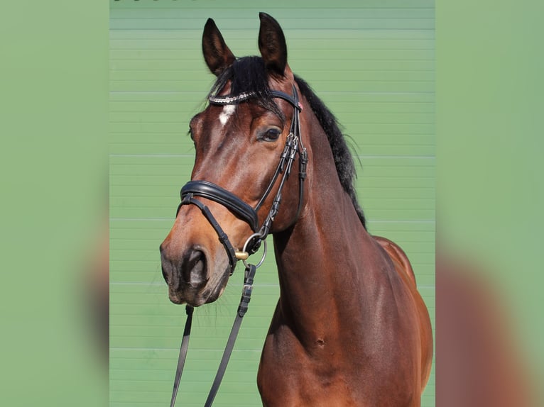 Latvian Warmblood Gelding 10 years 16 hh Brown in Wiesbaden