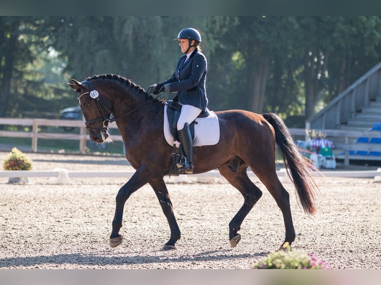 Latvian Warmblood Gelding 10 years 17.1 hh Bay-Dark in Elst