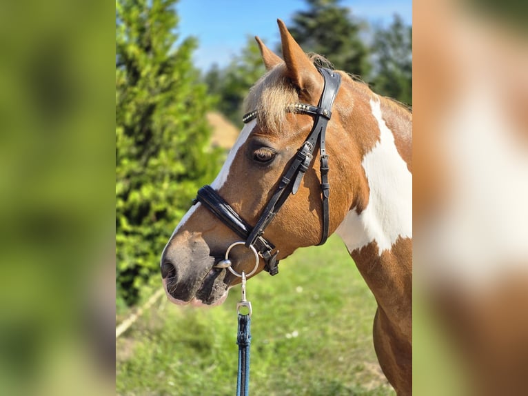 Latvian Warmblood Gelding 11 years 14,1 hh in Riga