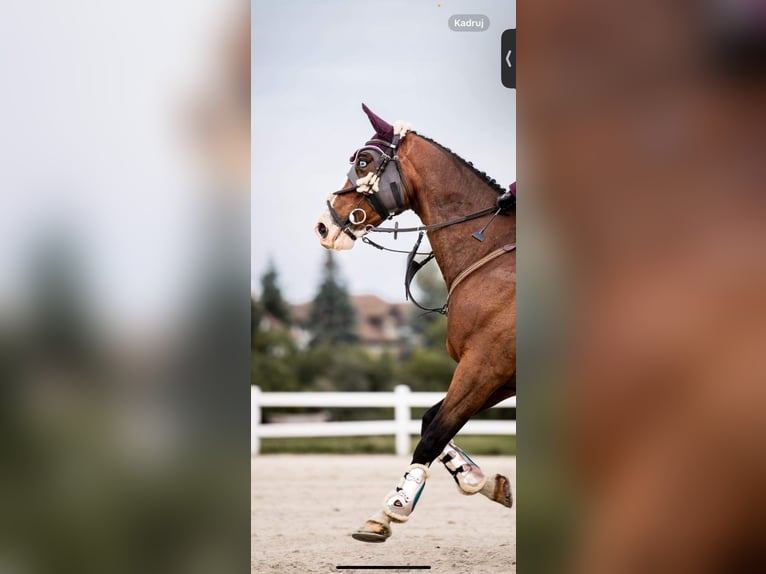 Latvian Warmblood Gelding 11 years 16,1 hh Brown in Sucha Koszalińska