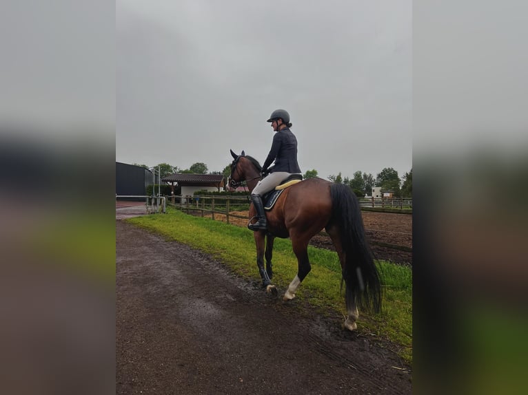 Latvian Warmblood Gelding 11 years 16,1 hh Brown in Sucha Koszalińska