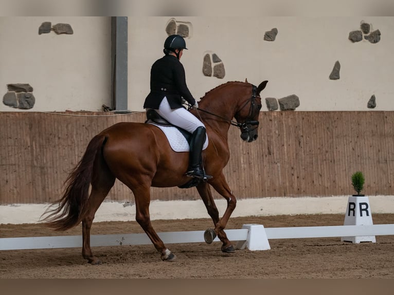 Latvian Warmblood Gelding 12 years 17,2 hh Chestnut in Jelgava