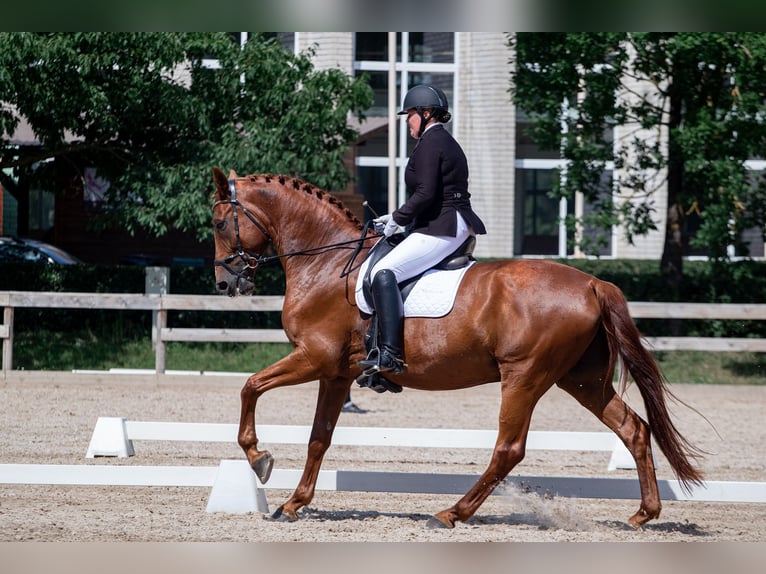 Latvian Warmblood Gelding 12 years 17,2 hh Chestnut in Jelgava