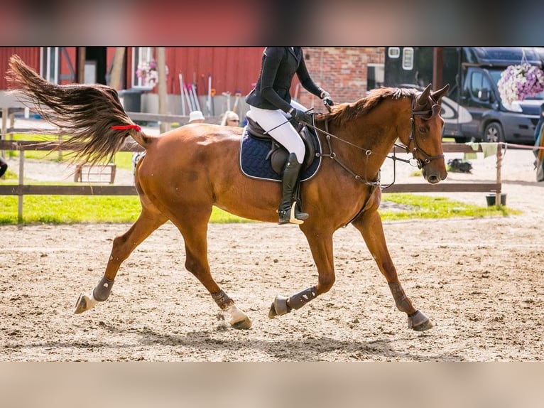 Latvian Warmblood Gelding 12 years 17 hh Chestnut in Niitvälja, Harju maakond